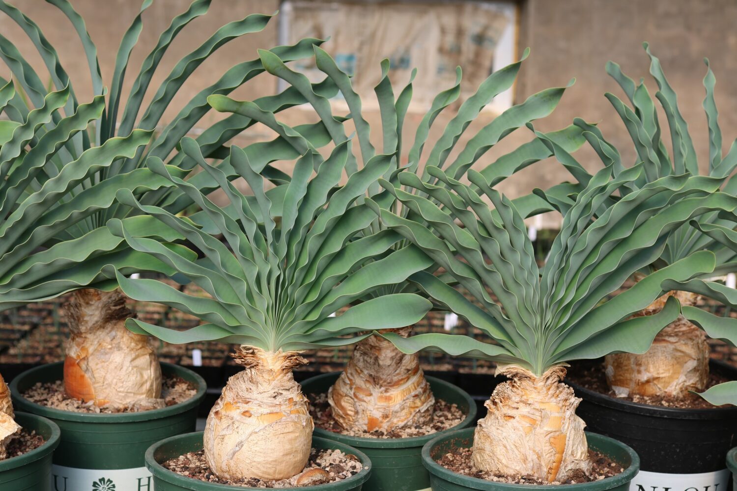 Where to Buy Rare Caudex Plants Online