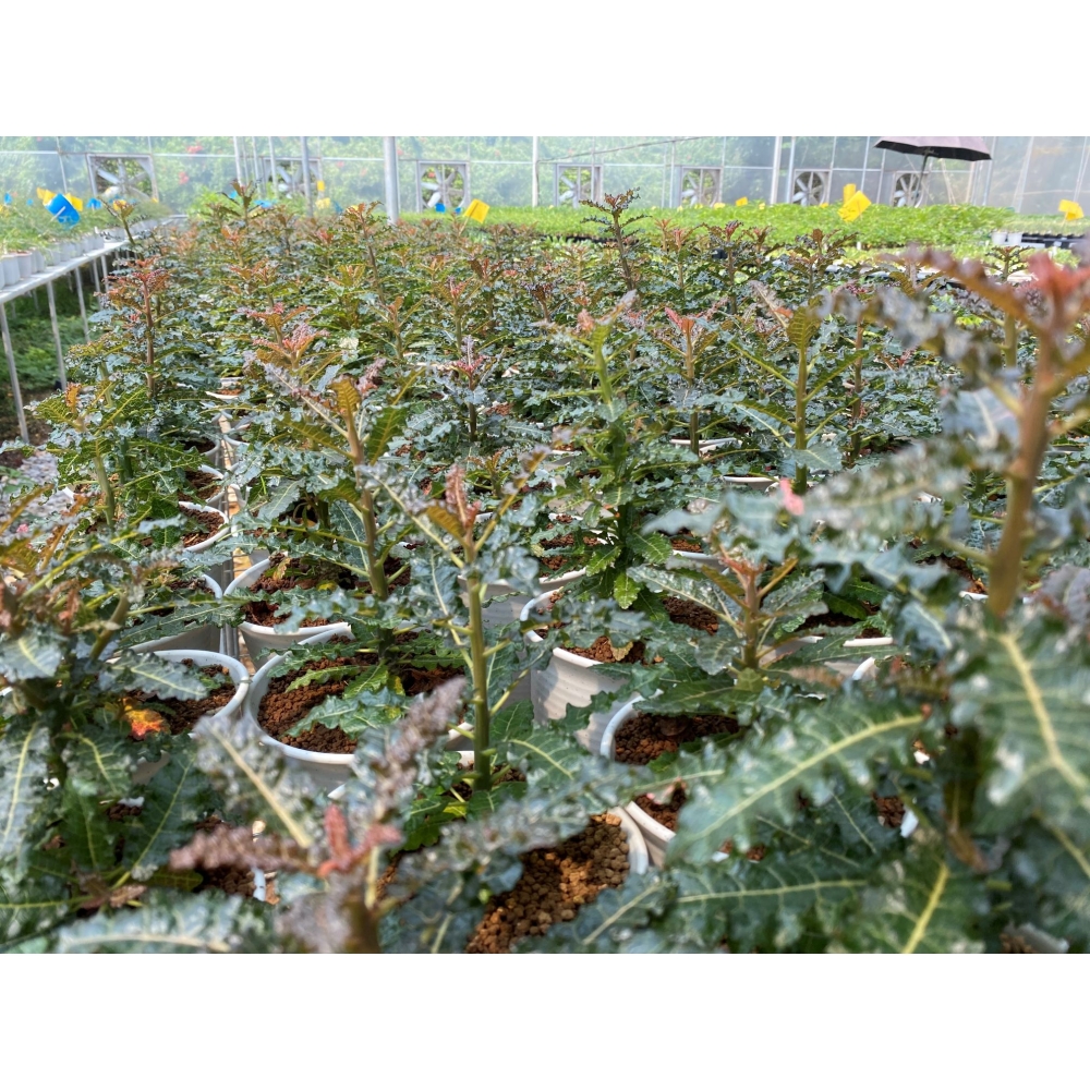 Boswellia nana seedlings