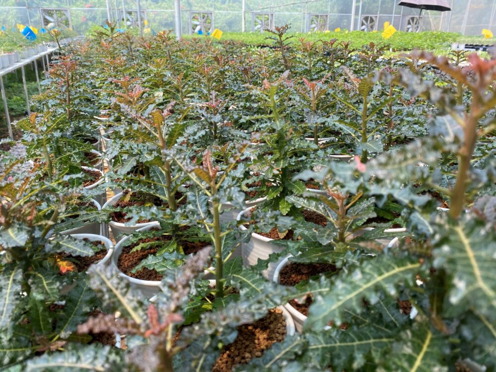 Boswellia nana seedlings