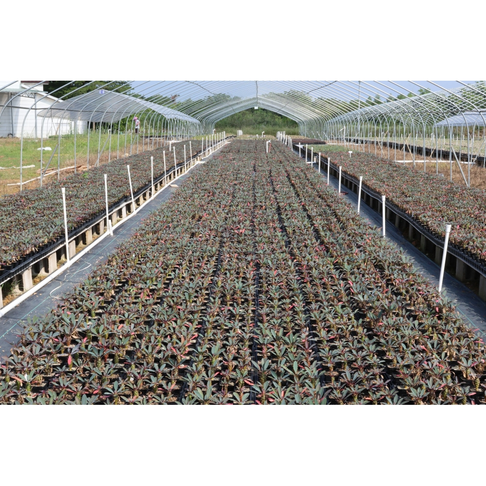 Euphorbia pachypodioides