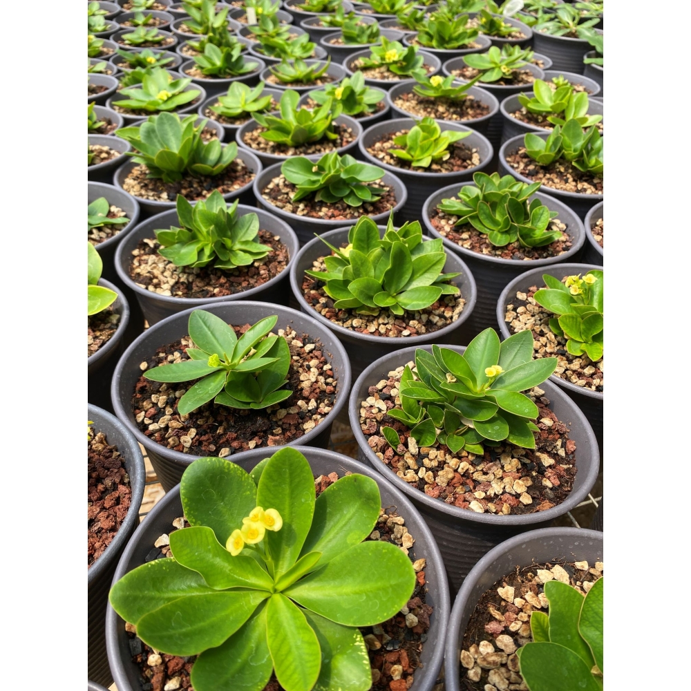 Euphorbia quartziticola