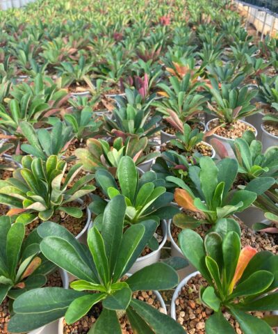 Euphorbia ramena