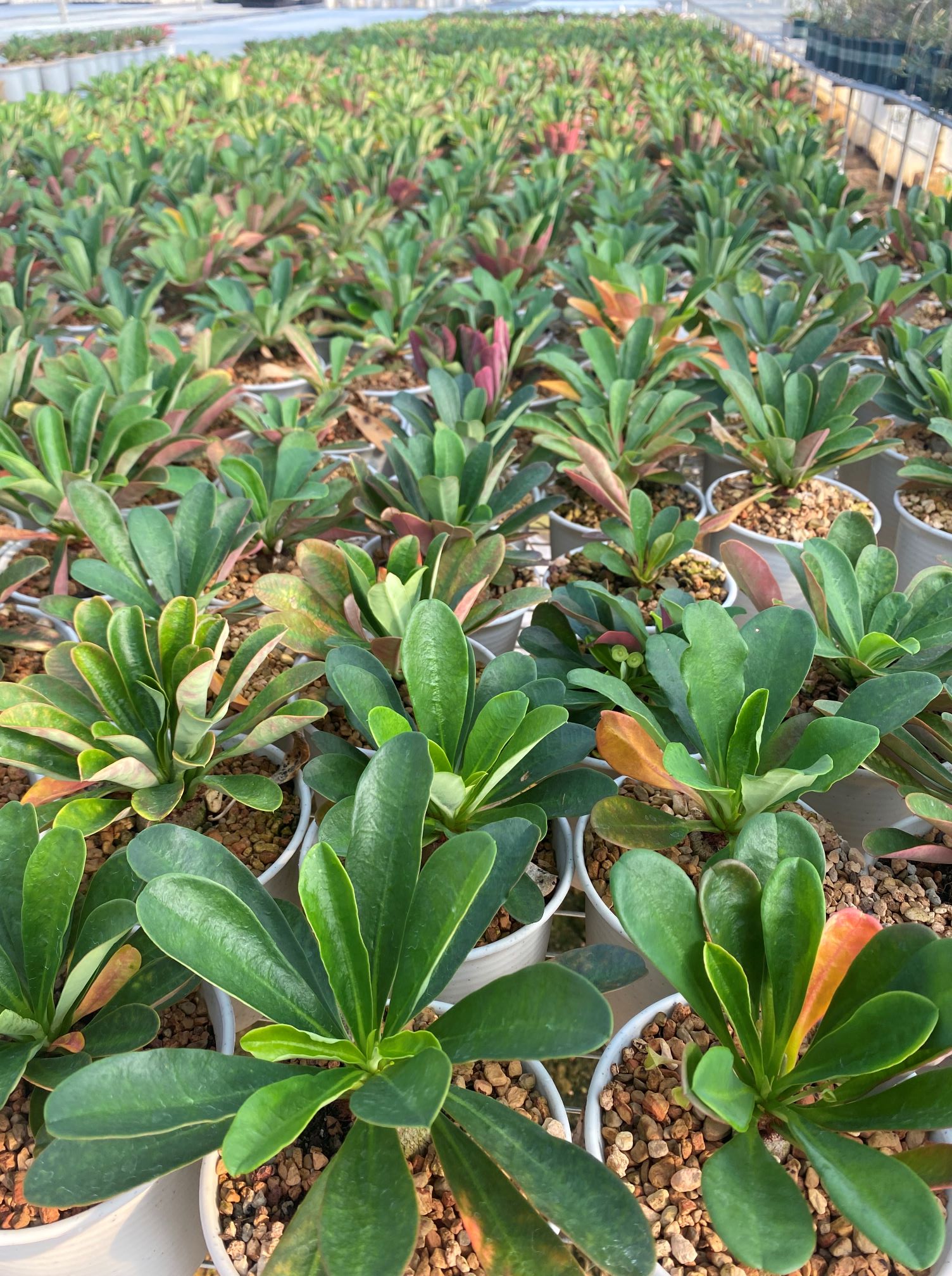 Euphorbia ramena