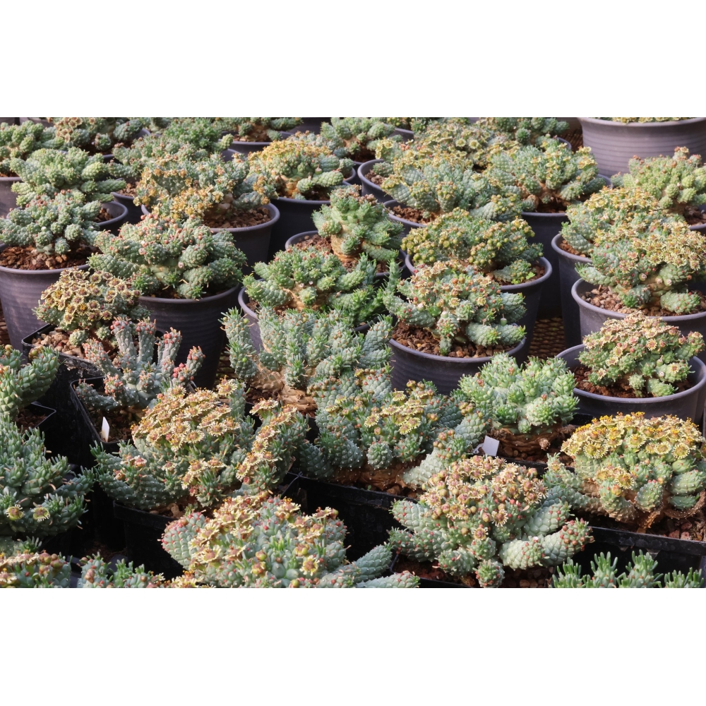 Euphorbia ramiglans