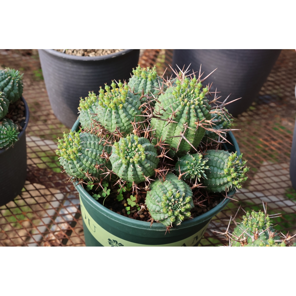 Euphorbia stellispina