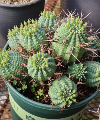 Euphorbia stellispina