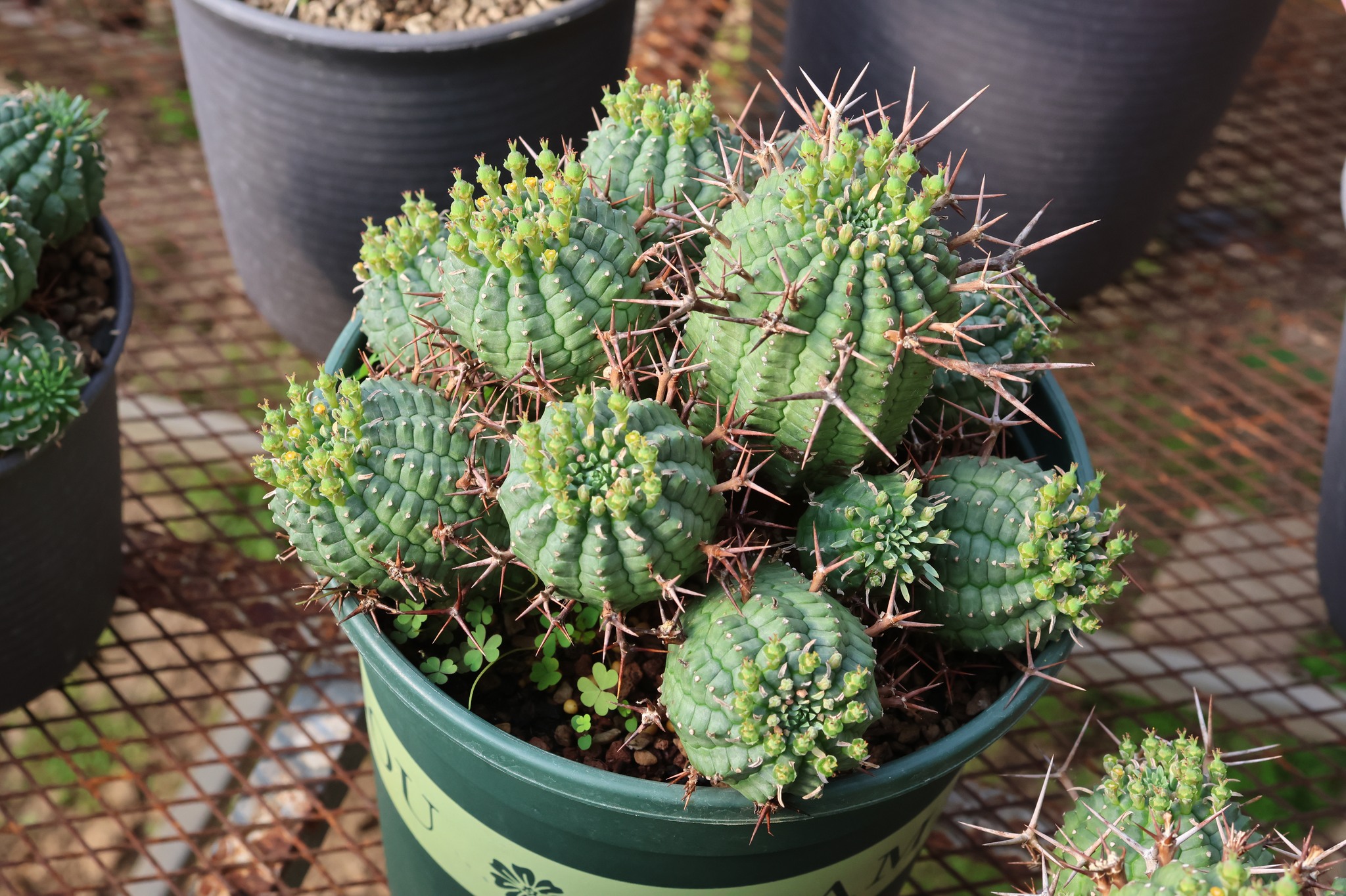 Euphorbia stellispina