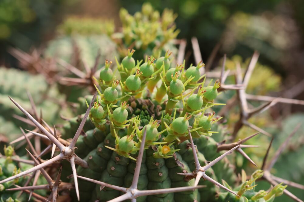 Euphorbia stellispina