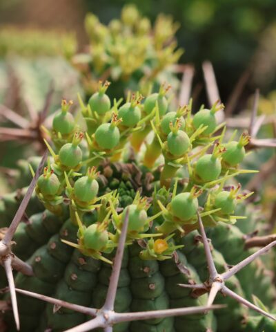 Euphorbia stellispina