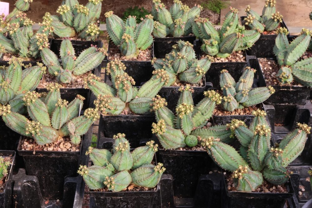 Euphorbia tubiglans