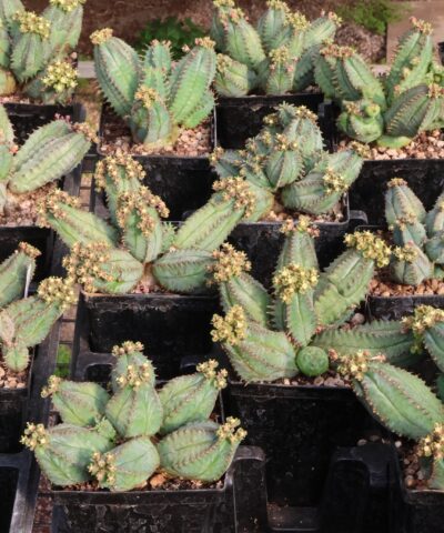 Euphorbia tubiglans