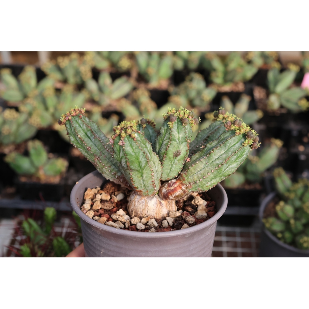 Euphorbia tubiglans