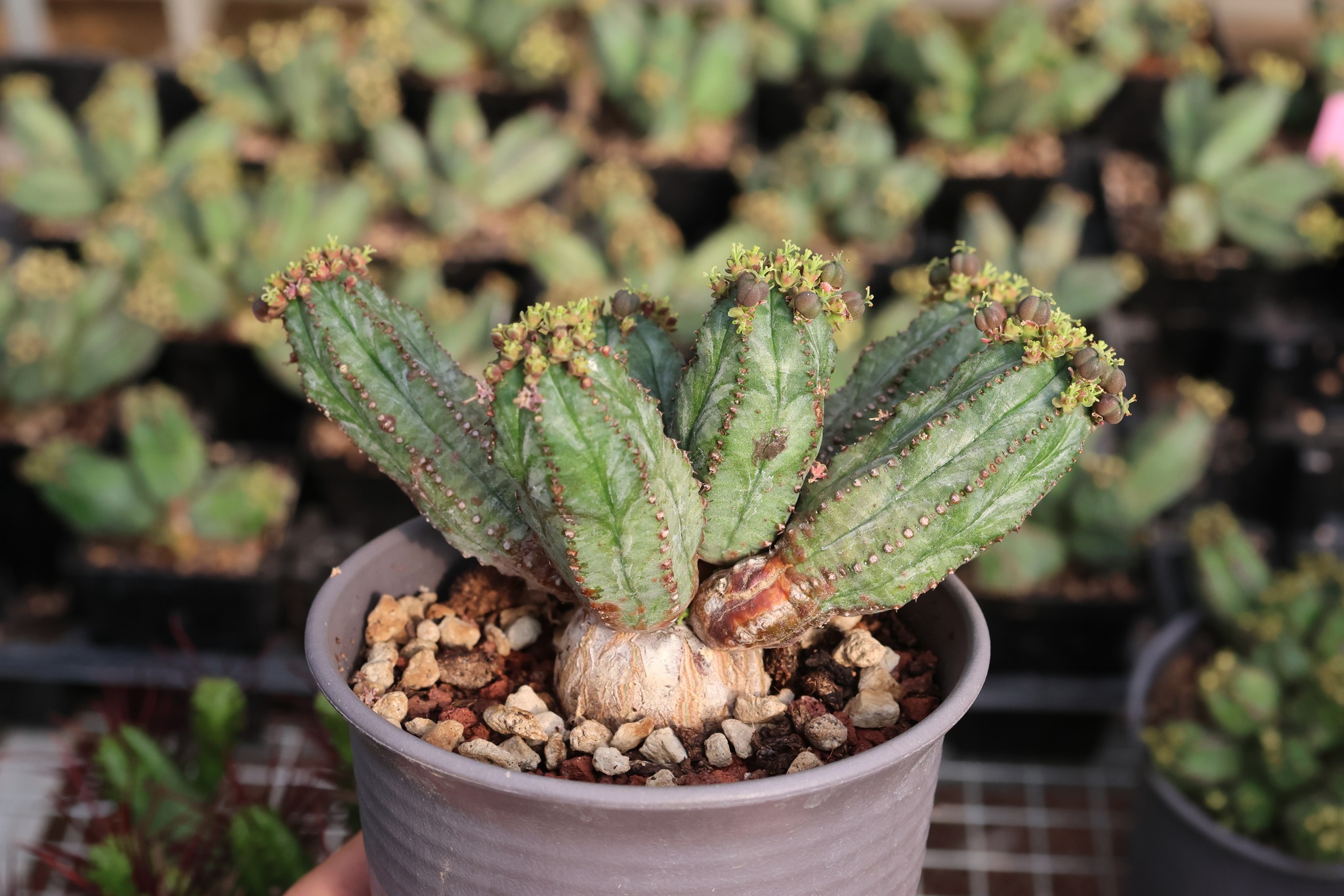 Euphorbia tubiglans