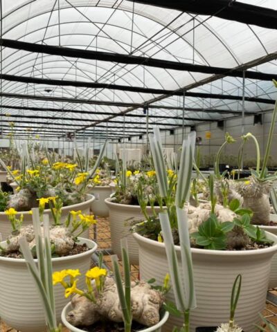 Pachypodium eburneum