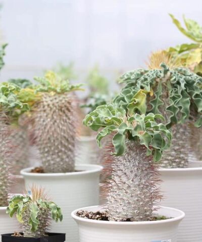 Pachypodium namaquanum