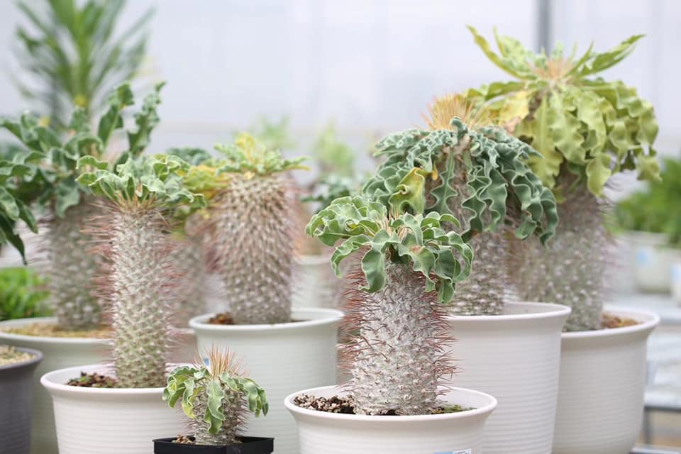 Pachypodium namaquanum