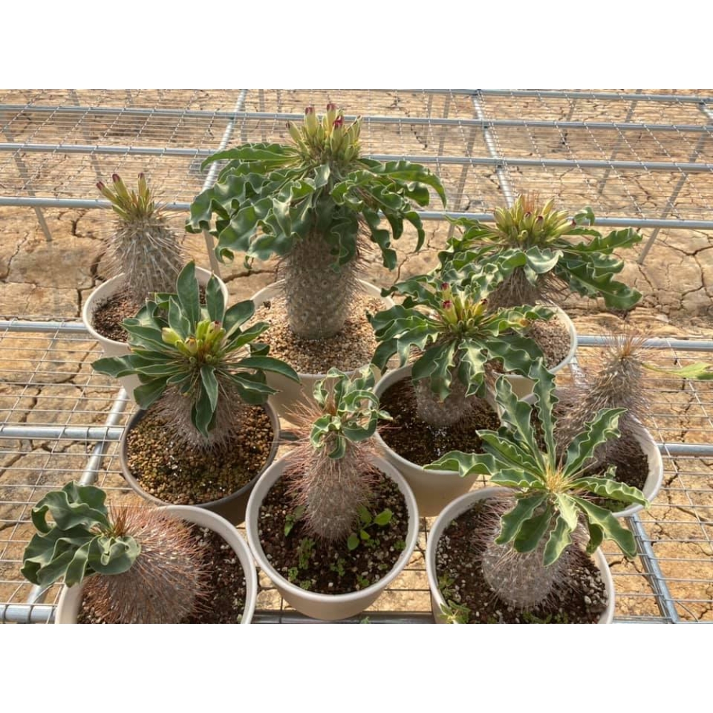 Pachypodium namaquanum