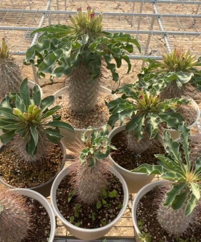 Pachypodium namaquanum