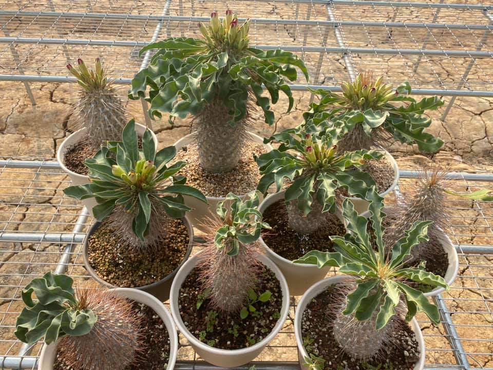 Pachypodium namaquanum