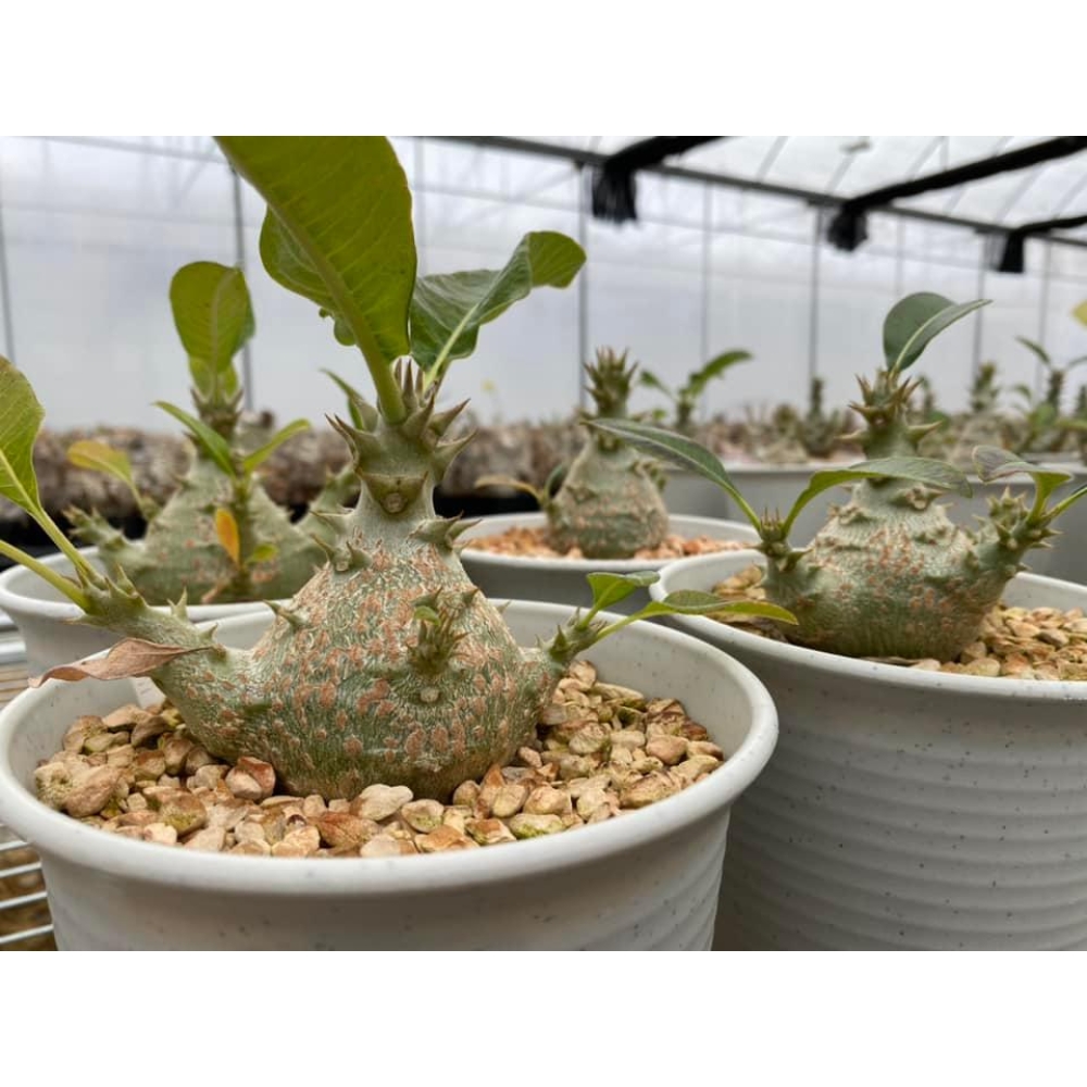 Pachypodium Windsori