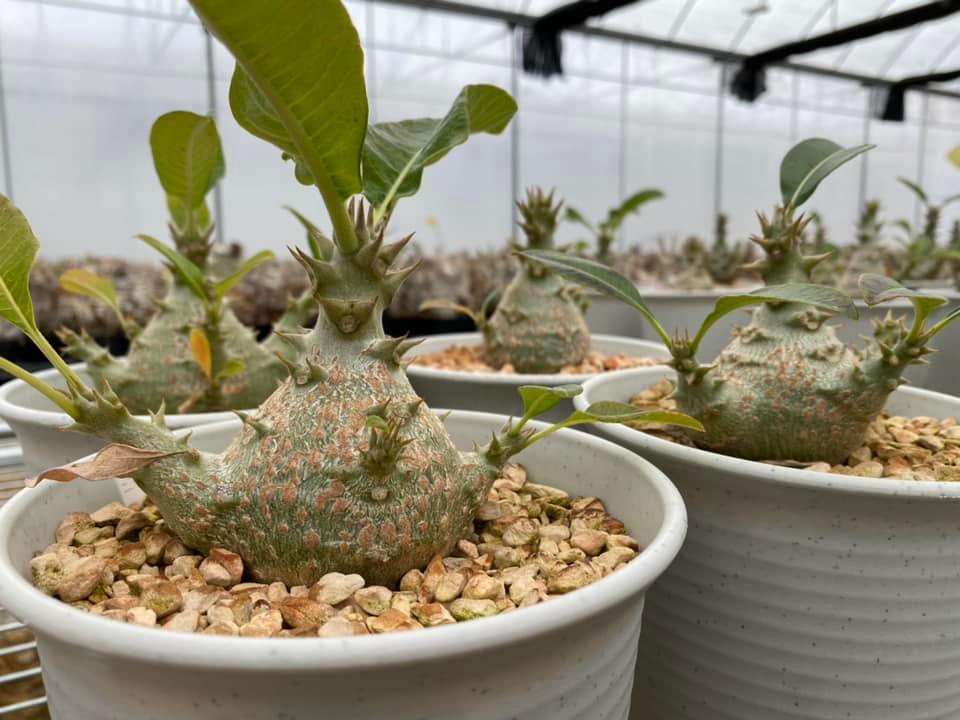 Pachypodium Windsori