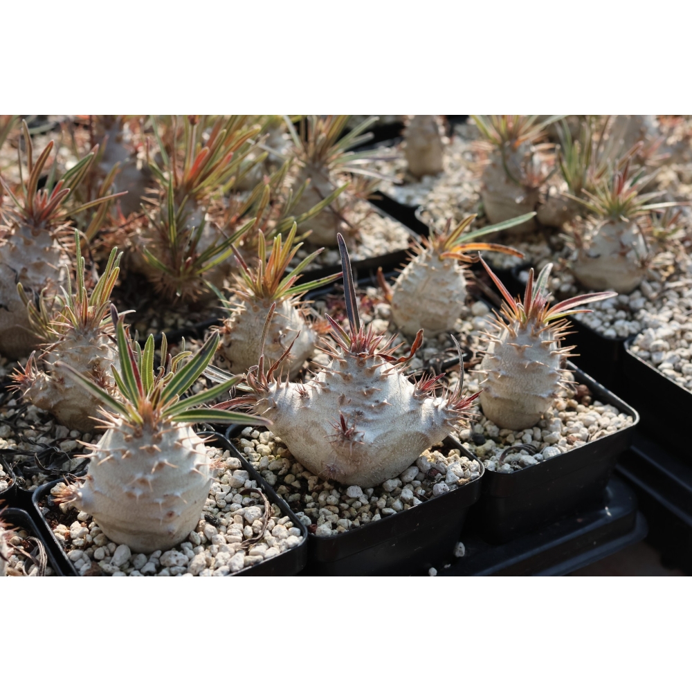 Pachypodium rosulatum ssp. gracilius