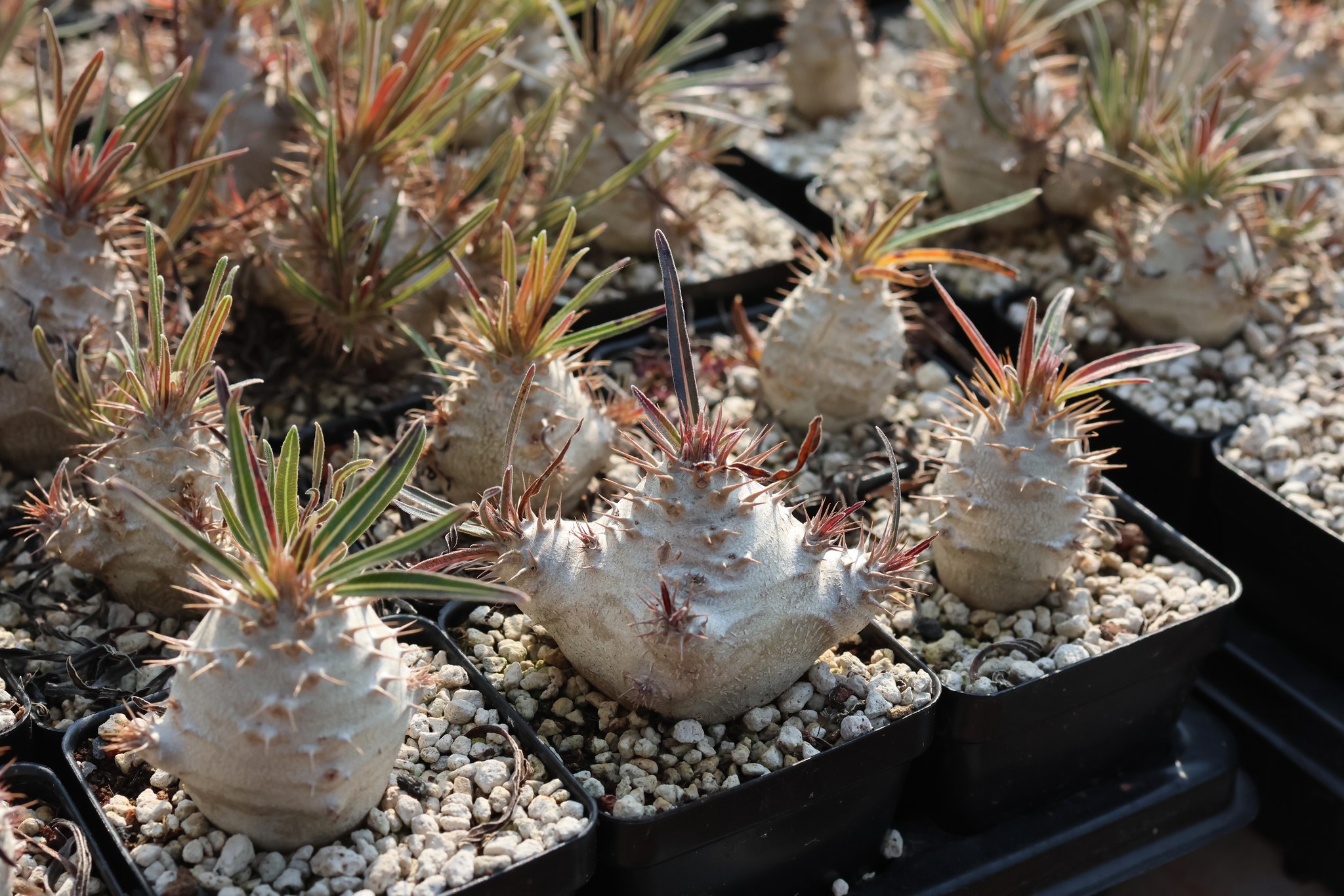 Pachypodium rosulatum ssp. gracilius