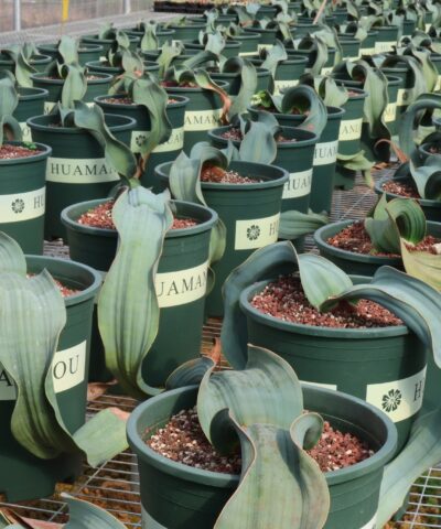 Welwitschia mirabilis