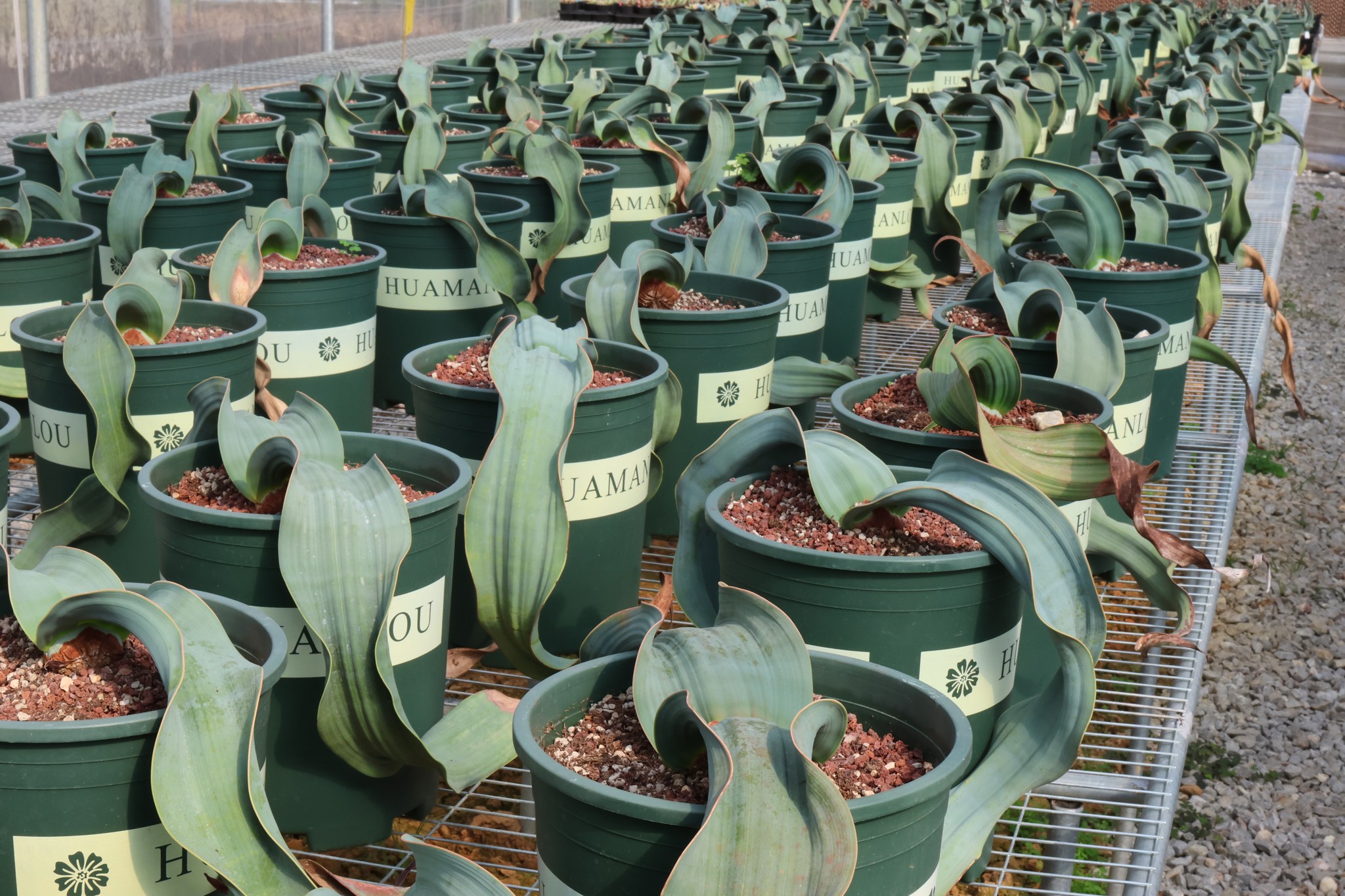 Welwitschia mirabilis