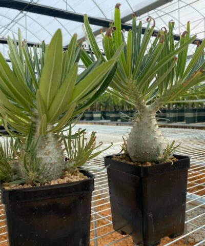 pachypodium rosulatum var. gracilius