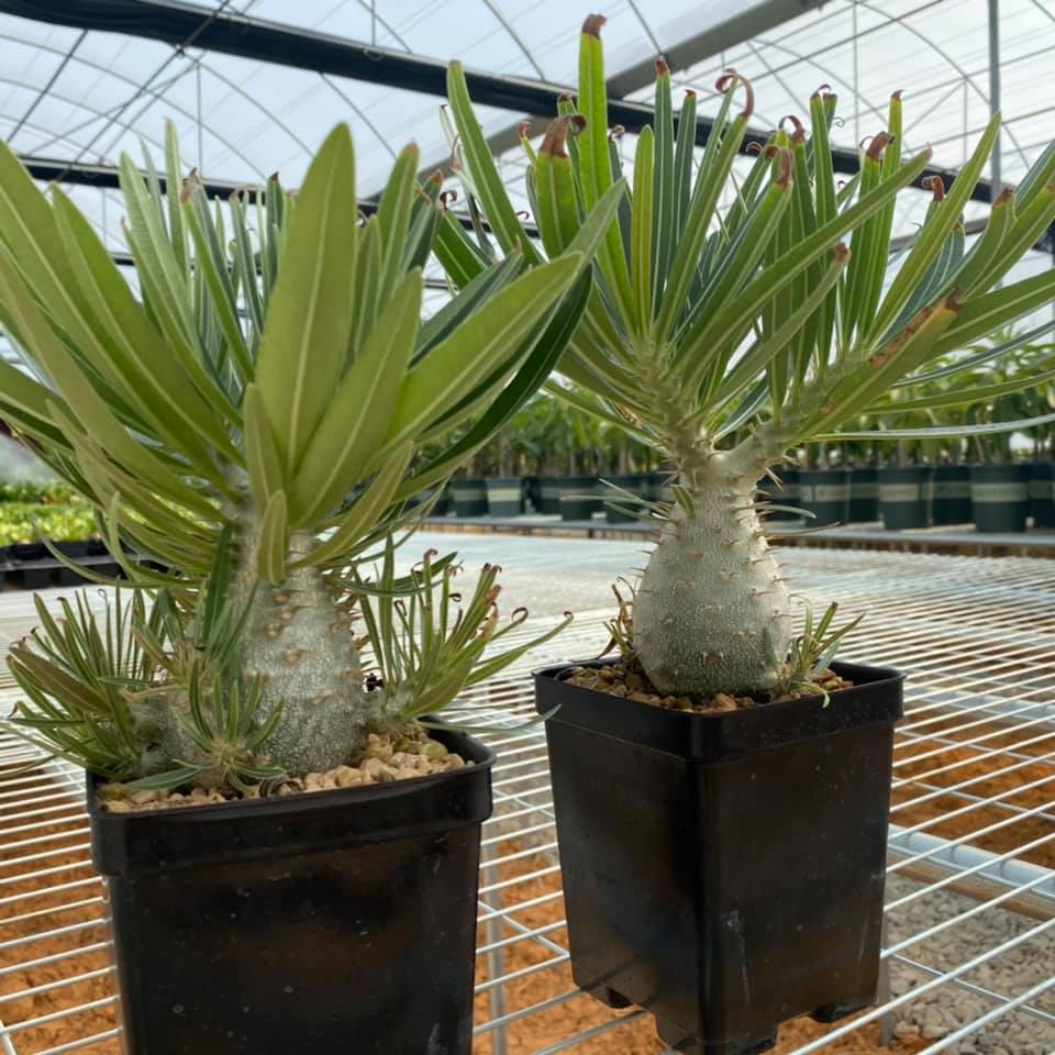 pachypodium rosulatum var. gracilius