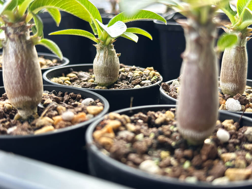 p-p-windsorii-pot25_1