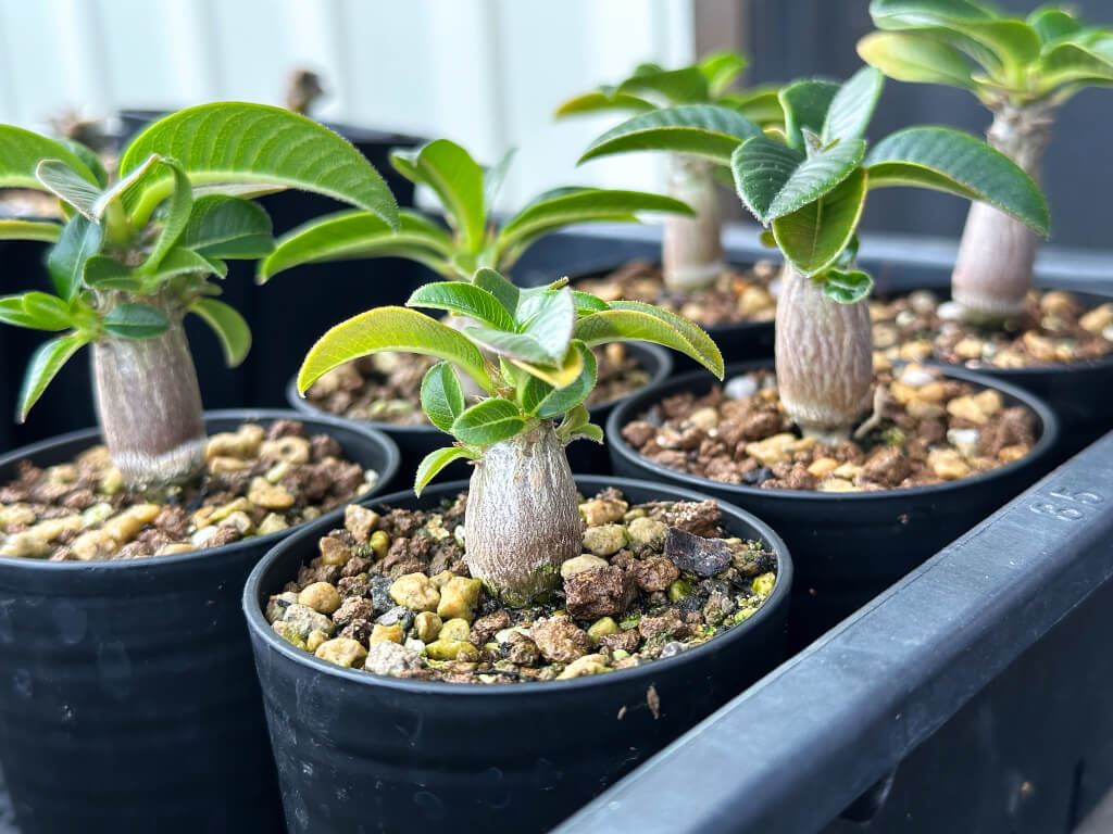 p-p-windsorii-pot25_2