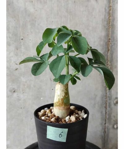 Adenia fruticosa