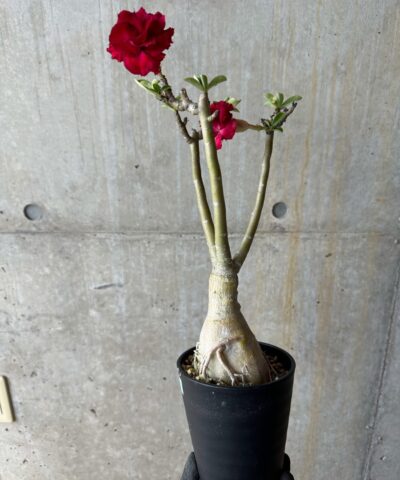 Adenium obesum2