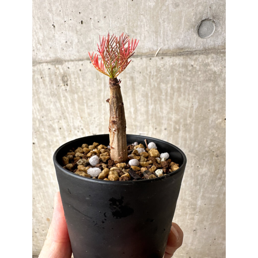 Commiphora kraeuseliana